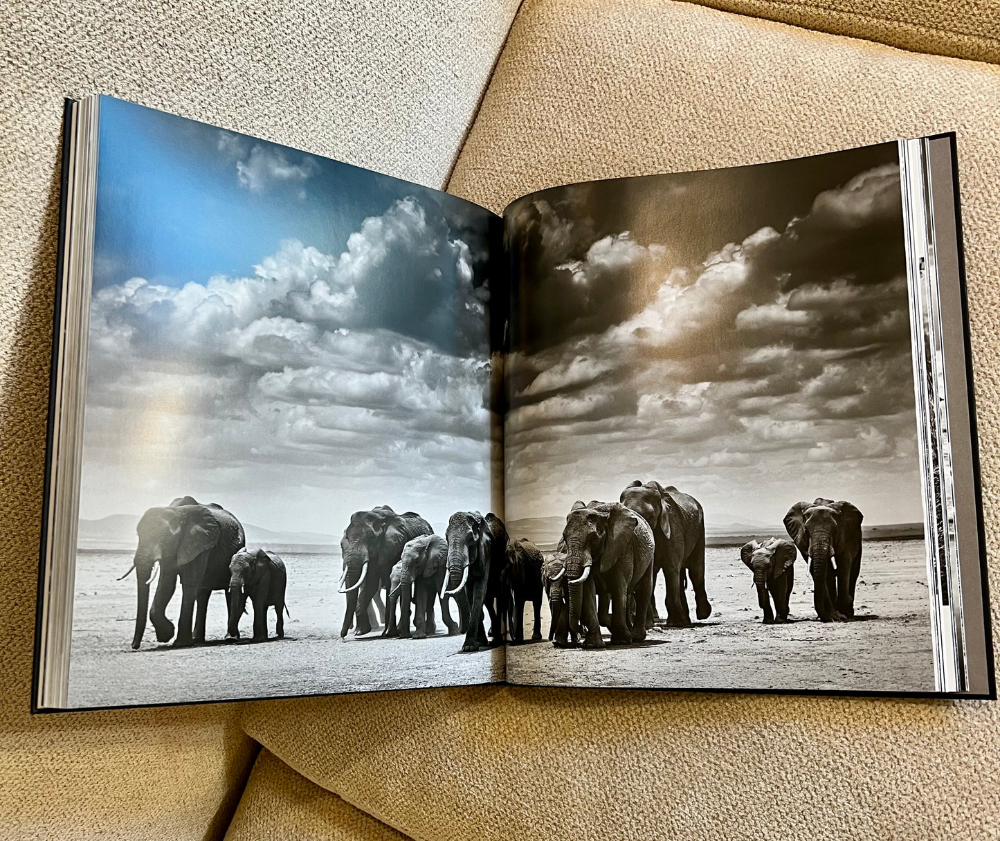 Horse Studded Coffee Table Book