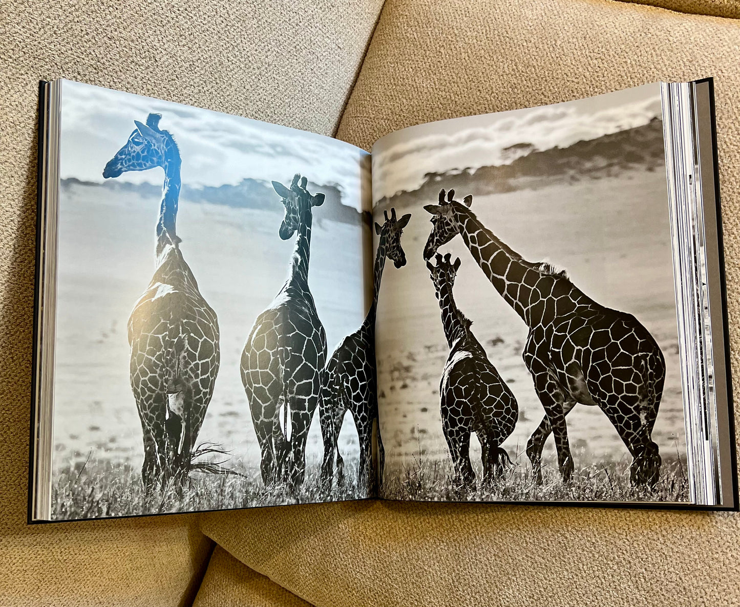 Horse Studded Coffee Table Book