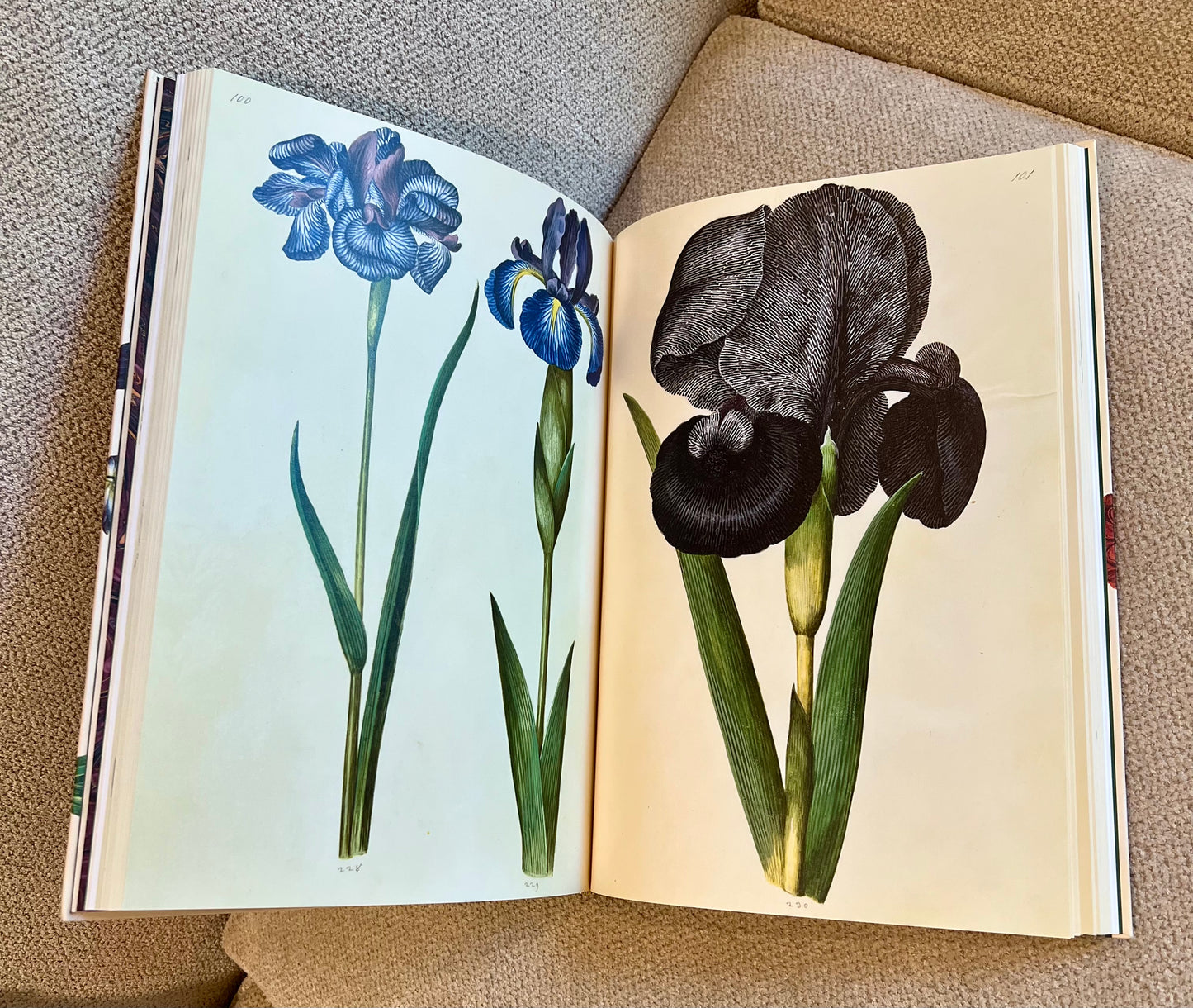 Bronze Snakes Studded Coffee Table Book