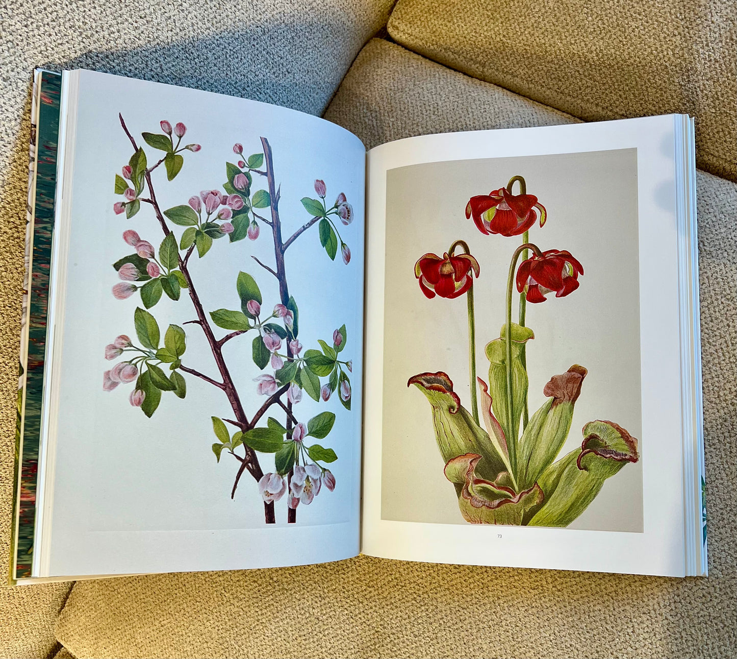 Green Butterfly Studded Coffee Table Book