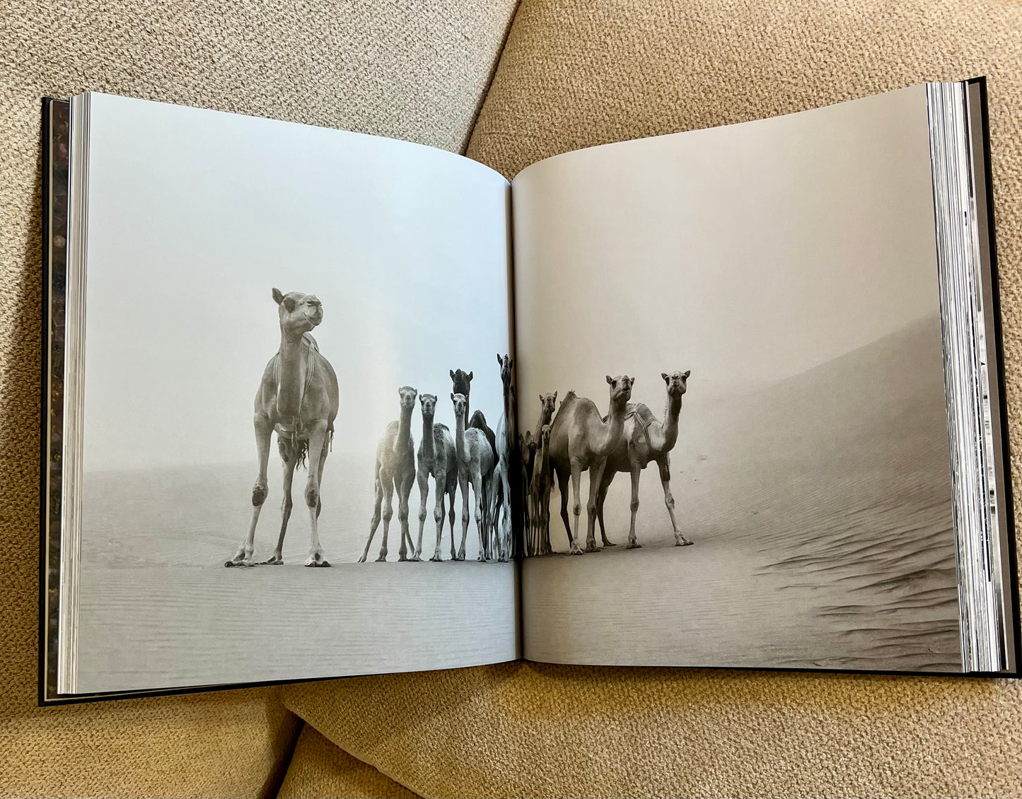 Horse Studded Coffee Table Book