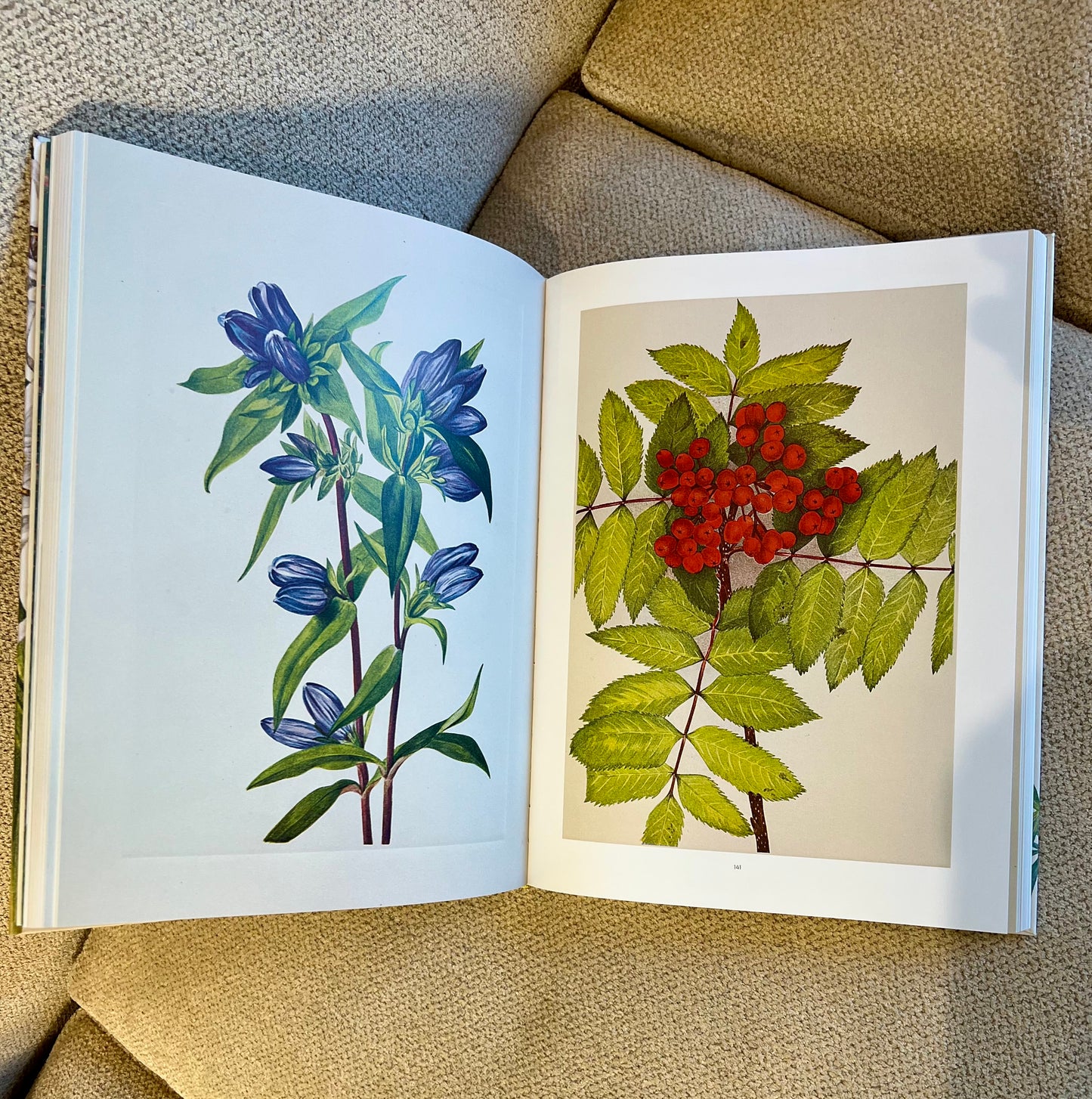 Pink Butterfly Studded Coffee Table Book