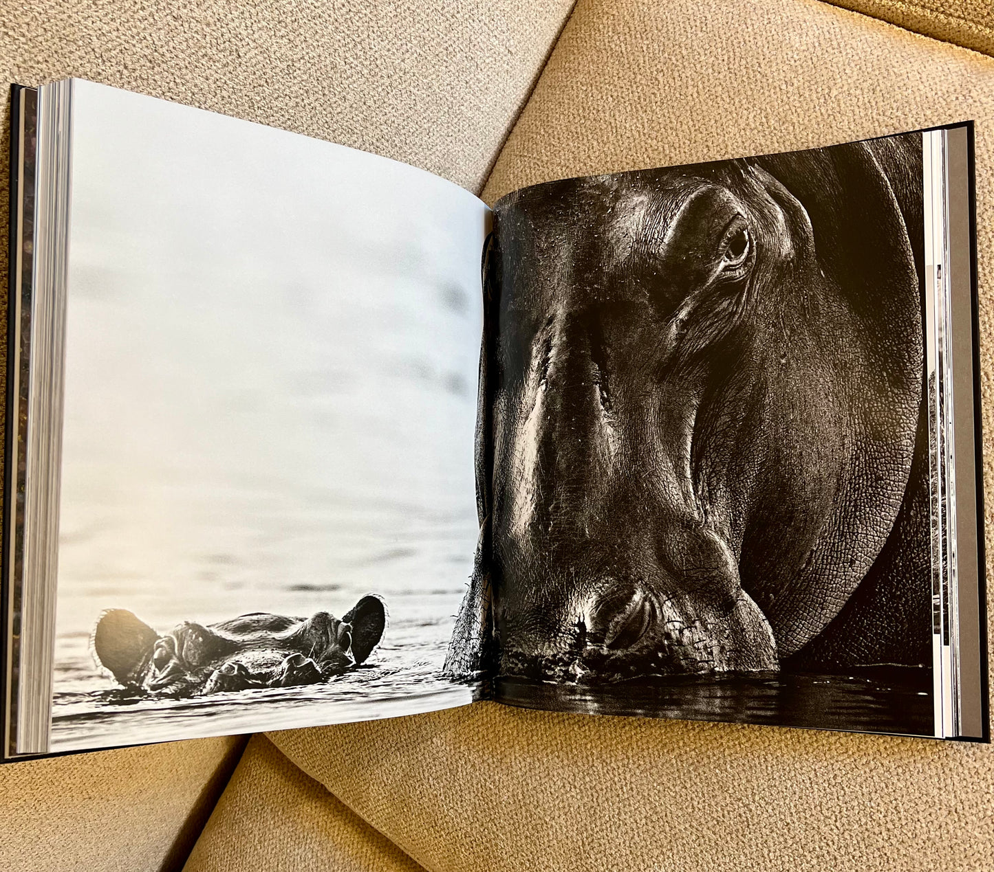 Horse Studded Coffee Table Book