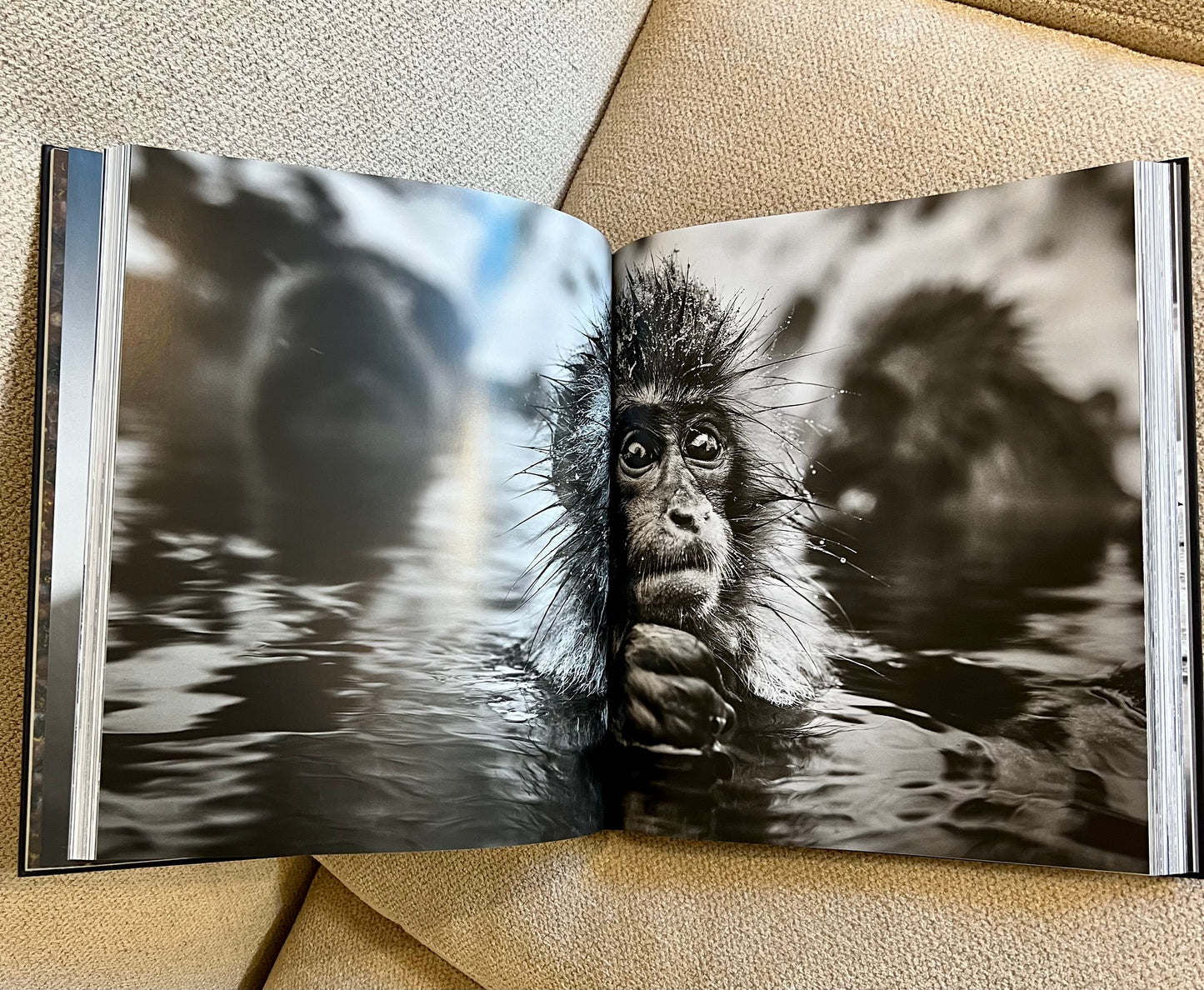 Horse Studded Coffee Table Book