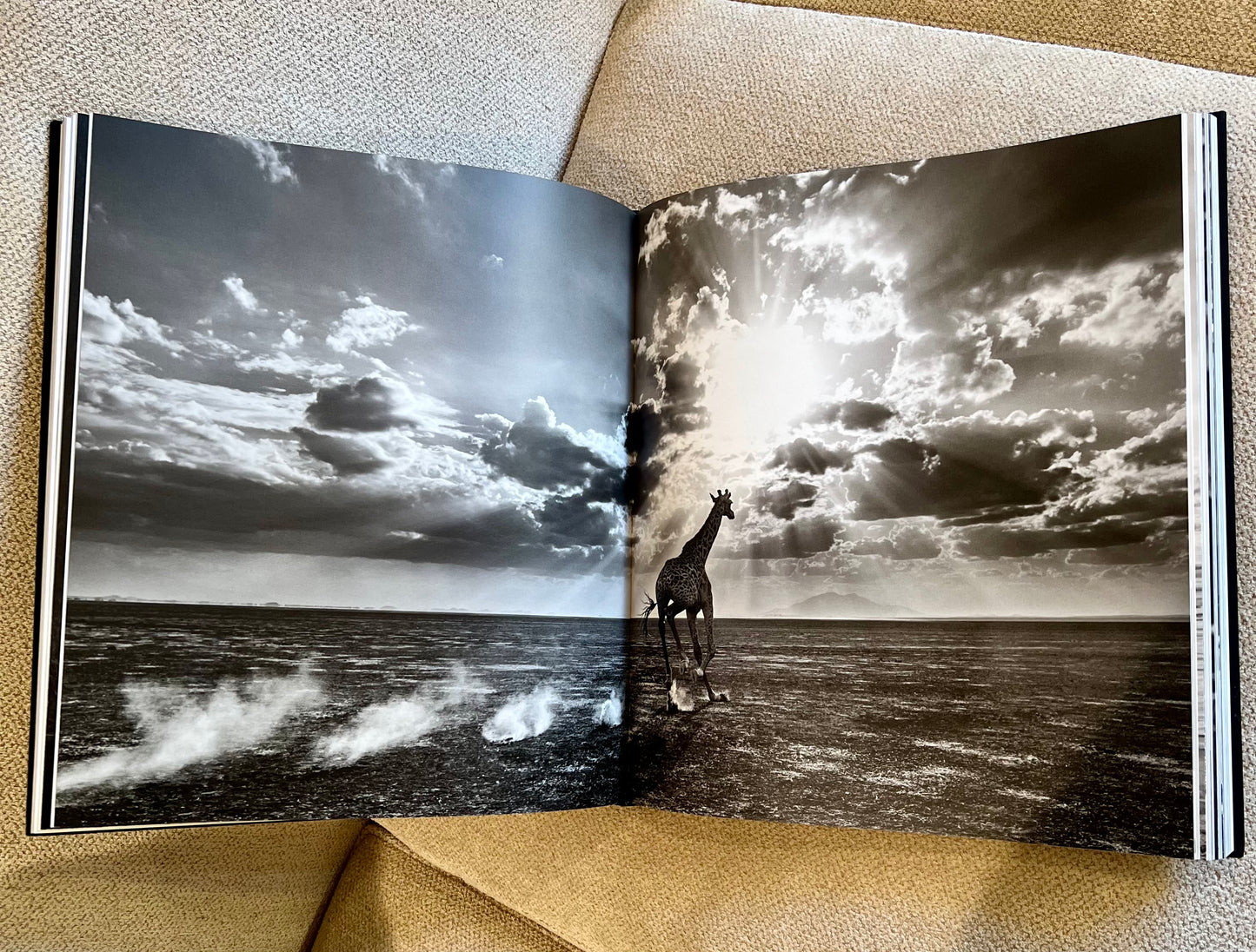 Hippo Studded Coffee Table Book