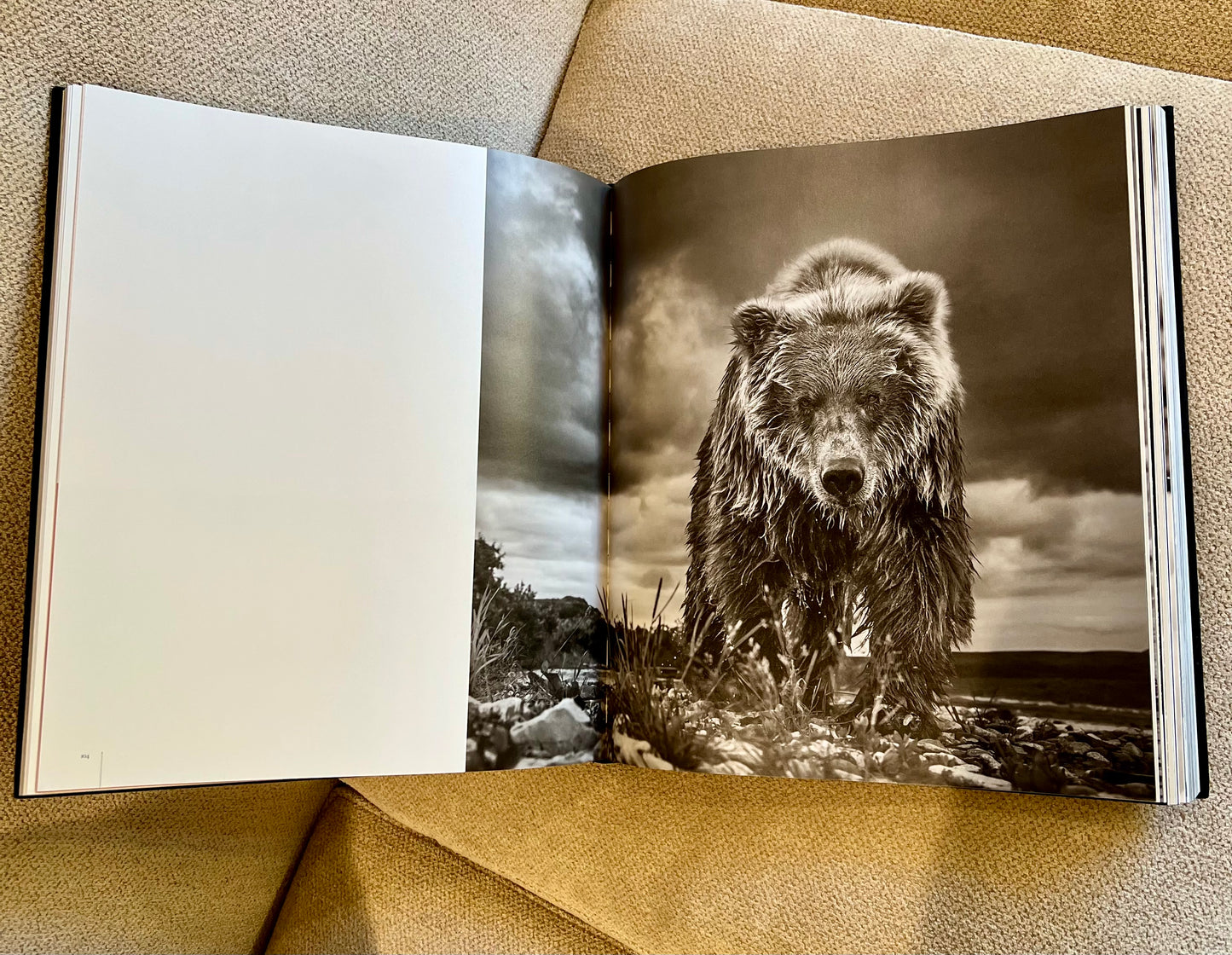 Hippo Studded Coffee Table Book