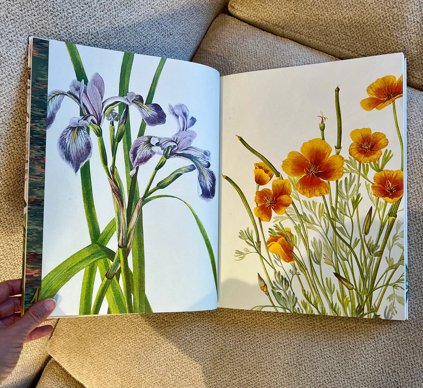 Green Butterfly Studded Coffee Table Book