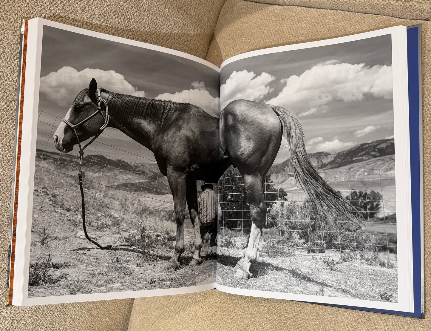 Blue longhorn Studded Coffee Table Book